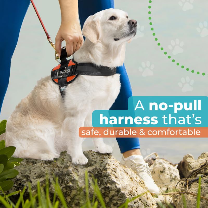 13 etiquetas personalizables para identificar al perro