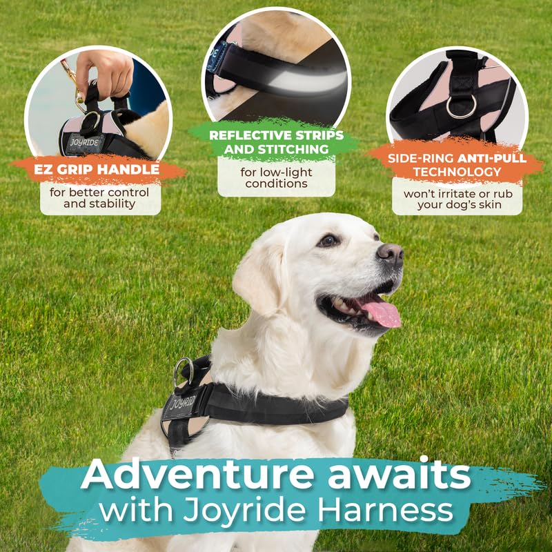 Tallas variadas de Joyride 2.0 para perros de todos los tamaños.