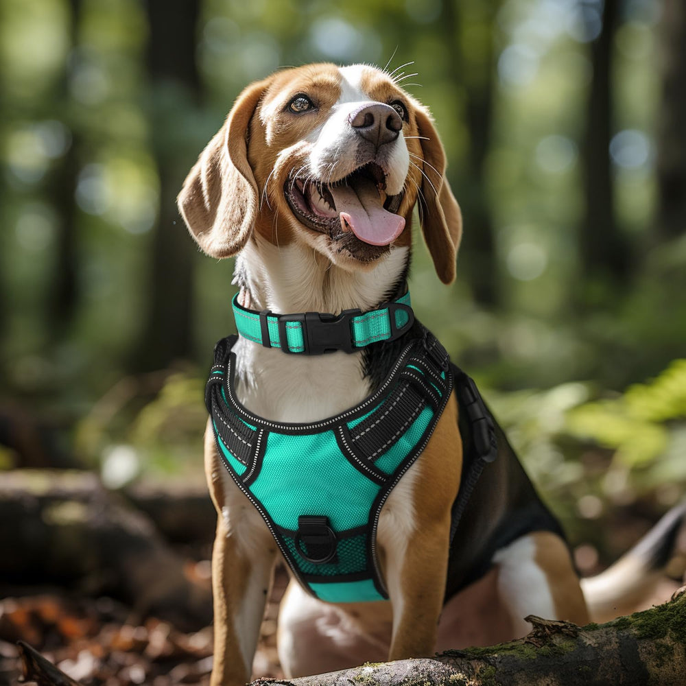 Collar Joytale con anilla D-Ring de zinc para seguridad al caminar.