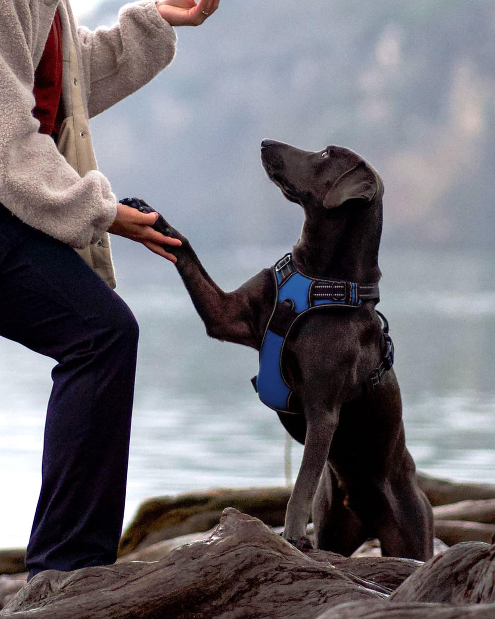 Joytale arnés con hebillas rápidas y ajuste seguro para crecimiento del perro.