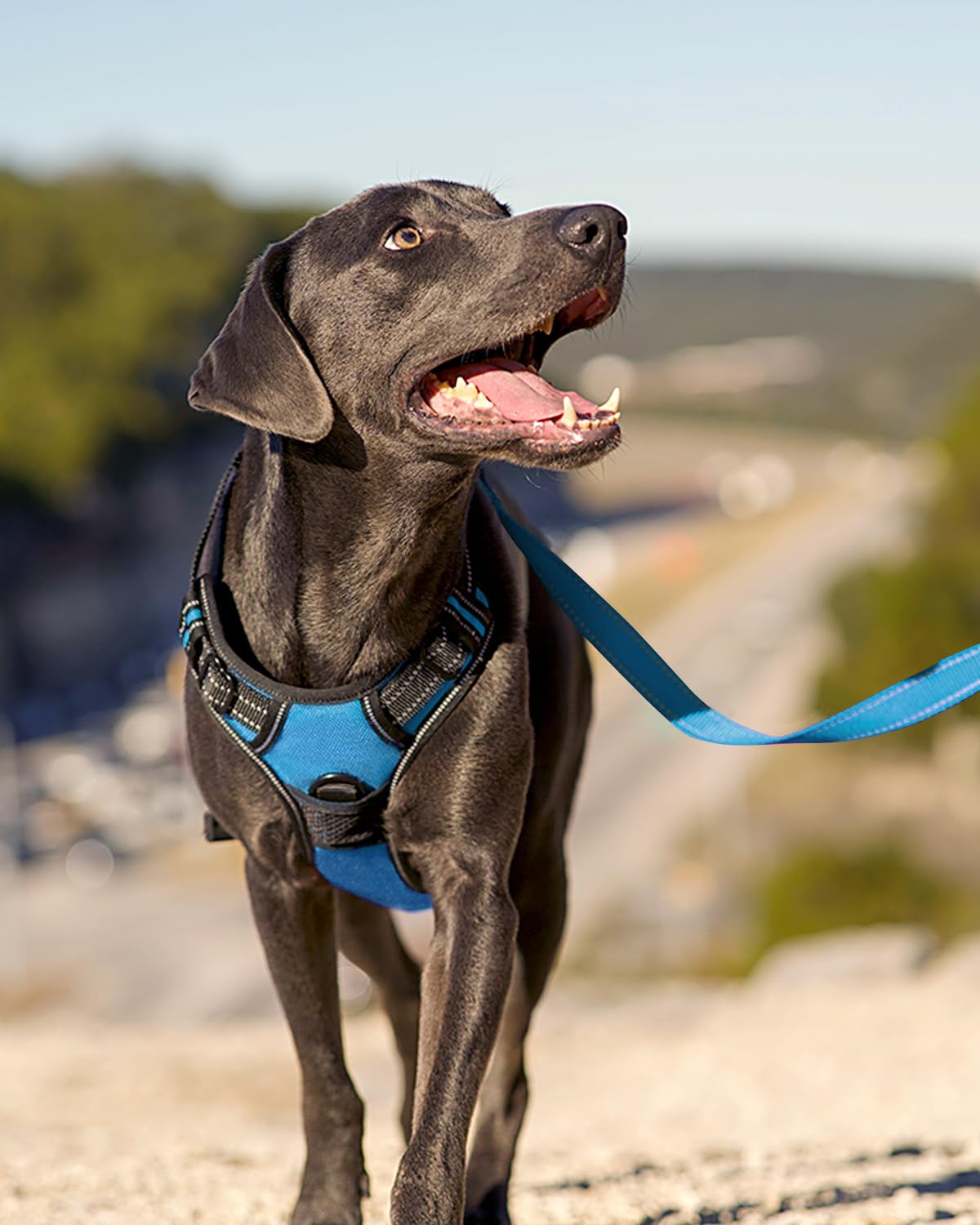 Joytale arnes perro con mango de control para caminar con confianza.