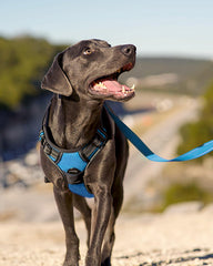Joytale arnes perro con mango de control para caminar con confianza.