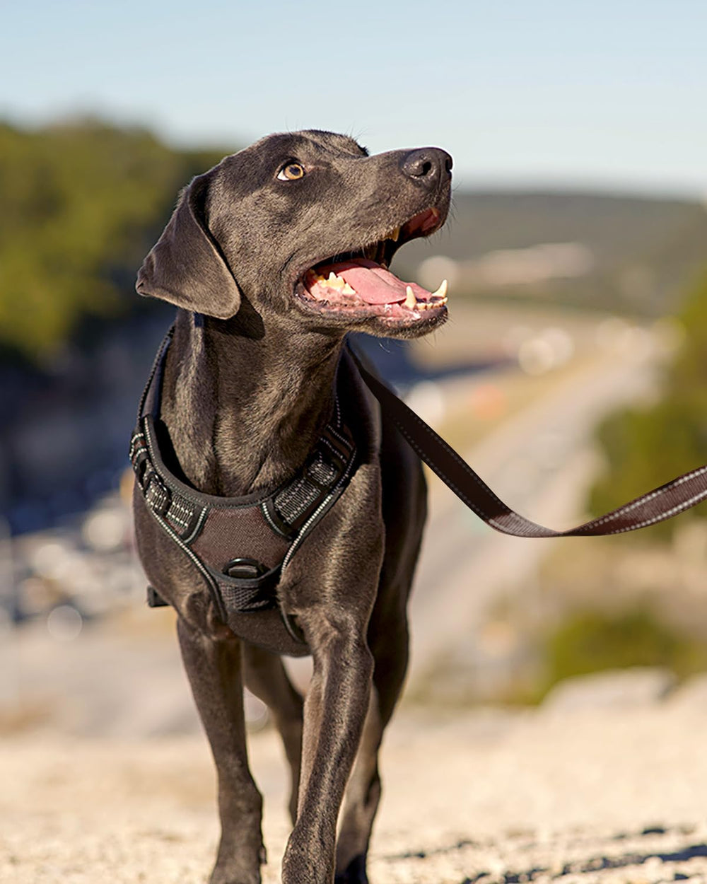 Arnés Joytale para perro mediano con ajuste de cuatro puntos para un ajuste cómodo.