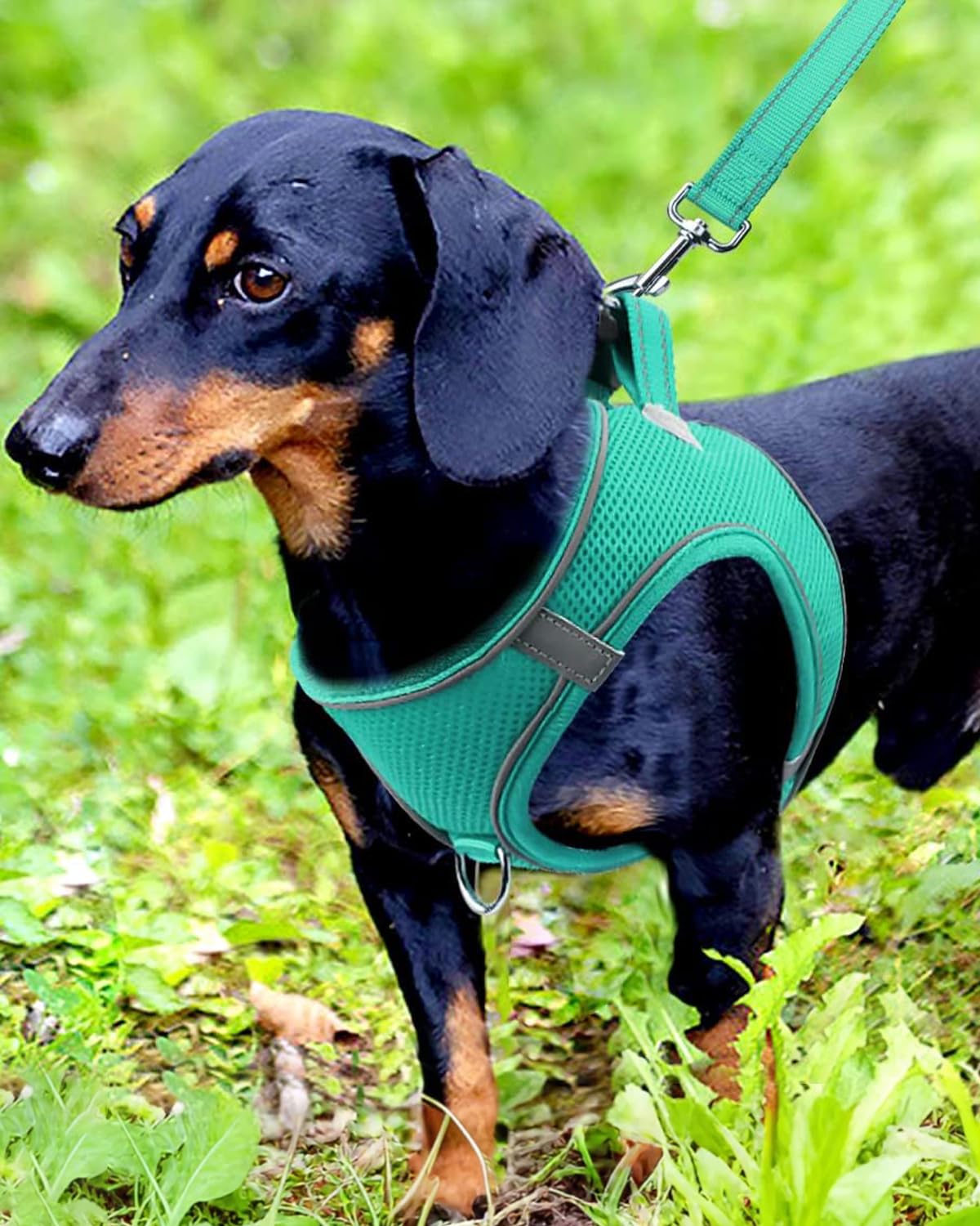 Arnés Joytale para perro pequeño con apertura en el pecho en malla teal
