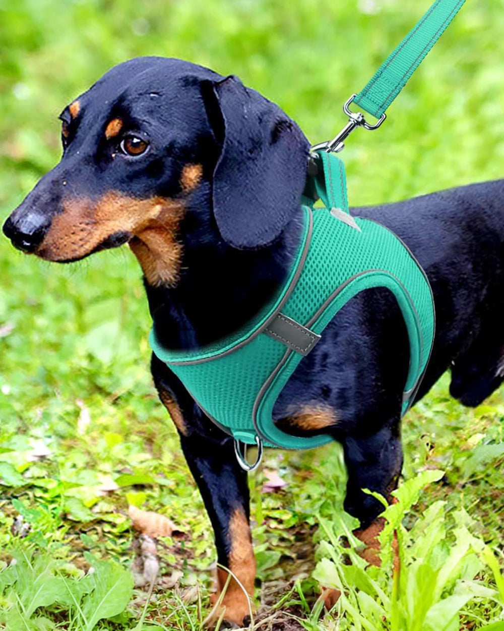 Arnés Joytale para perro pequeño con apertura en el pecho en malla teal