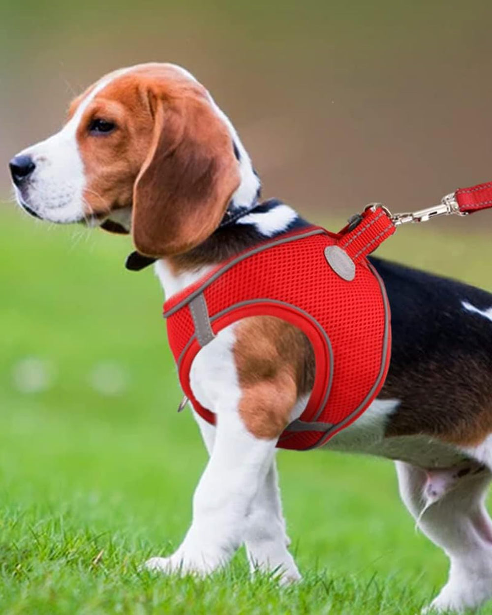 Arnés Joytale para perro pequeño, fácil de colocar con diseño paso a vestir