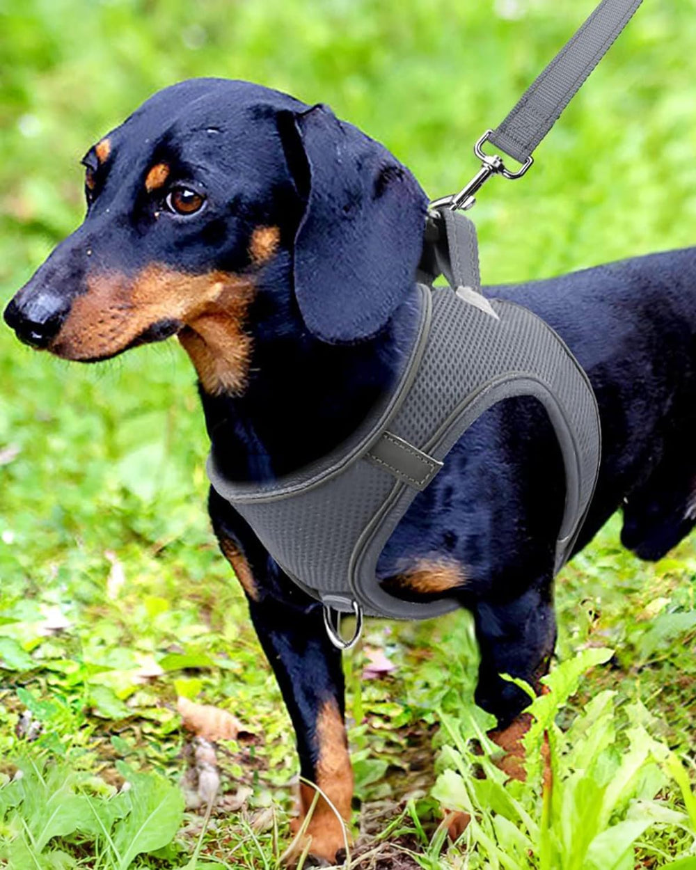 Joytale arnés para perro pequeño, modo ponérselo fácil, ideal para paseos diarios