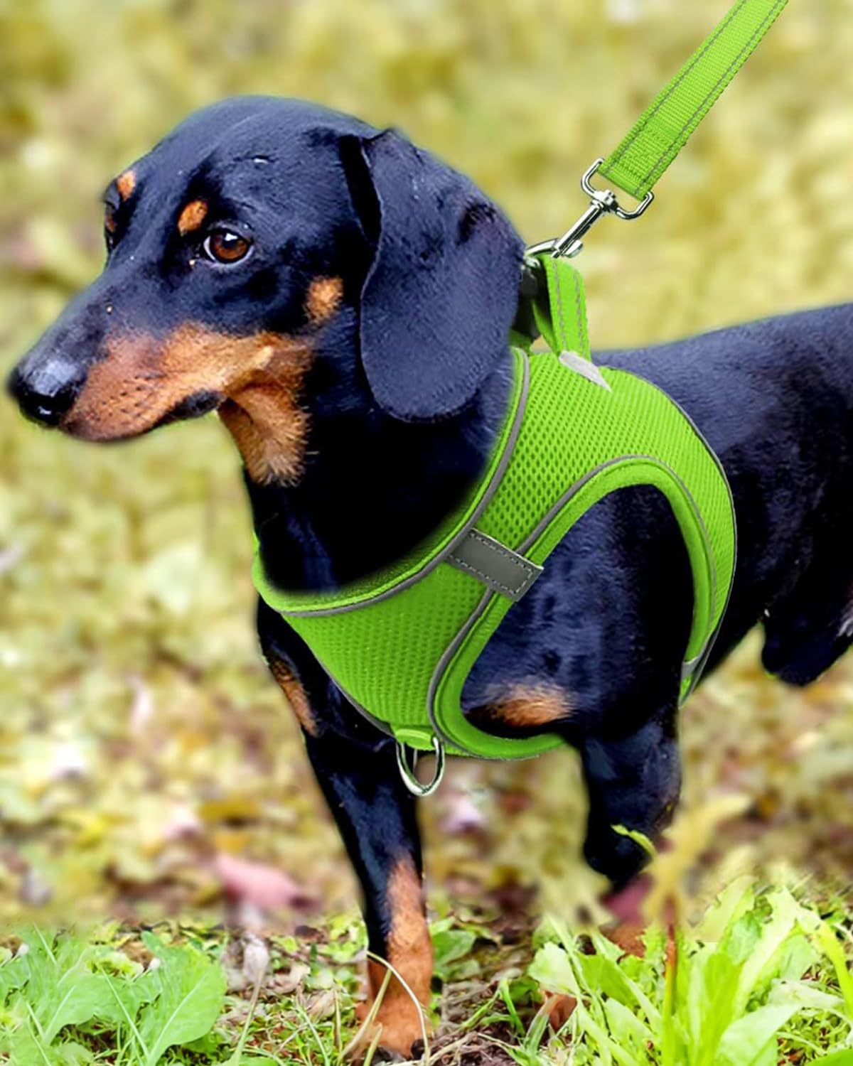 Arnés Joytale para perro pequeño con reflective 360°, mayor visibilidad nocturna