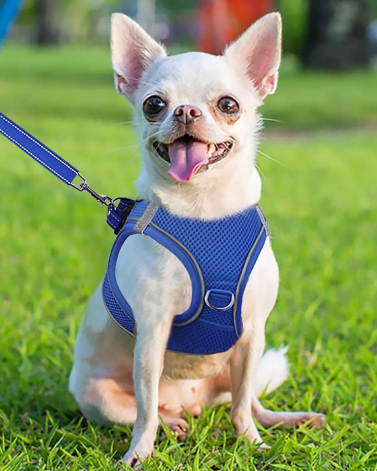 Joytale arnés para perro pequeño con tiras reflectantes para mayor visibilidad nocturna.