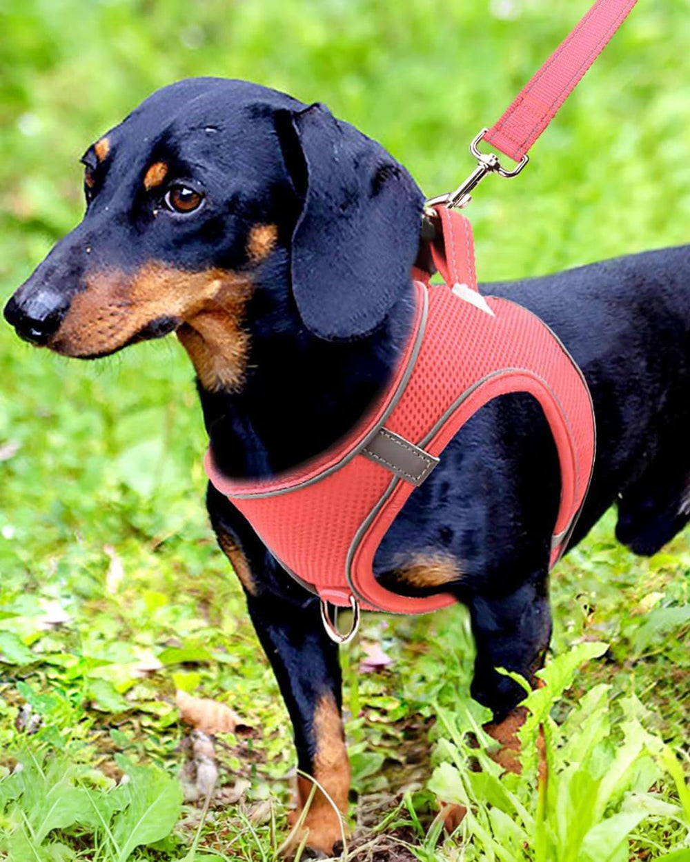 Arnés Joytale para perro pequeño con reflectivo 360, mejor visibilidad.