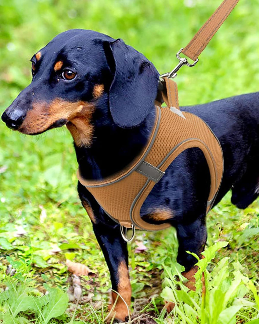 Joytale arnés para perro pequeño con acabado reflectivo para mayor visibilidad.