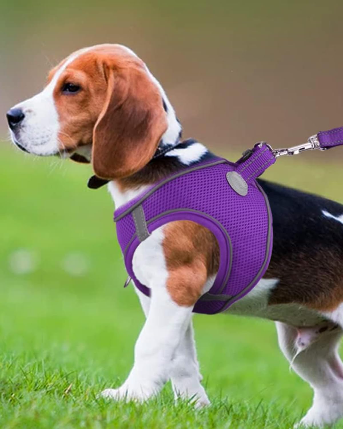 Arnés Joytale para perro pequeño con reflectivo 360 para visibilidad nocturna.