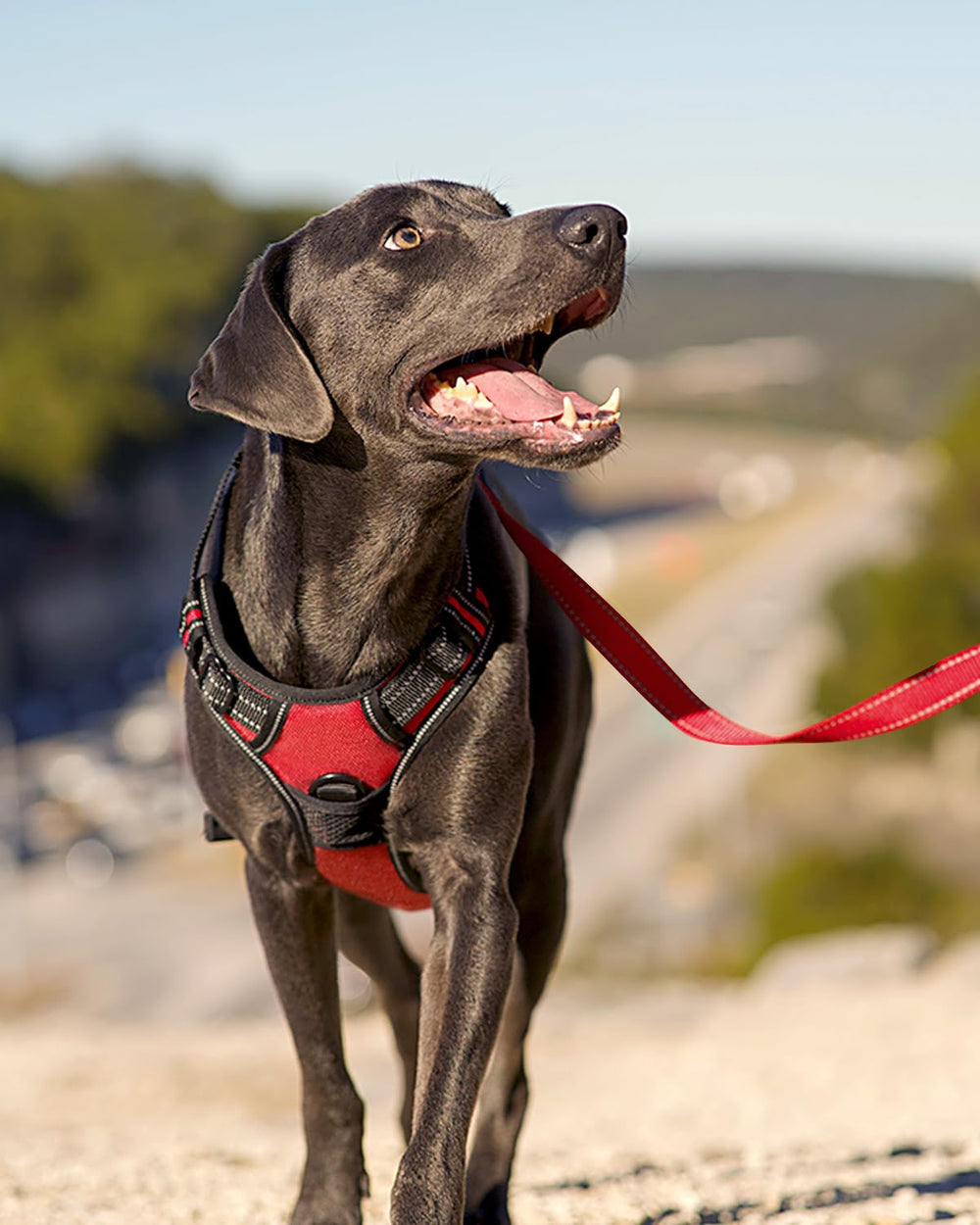 Joytale cierres rápidos para ponérselo y quitarlo fácilmente