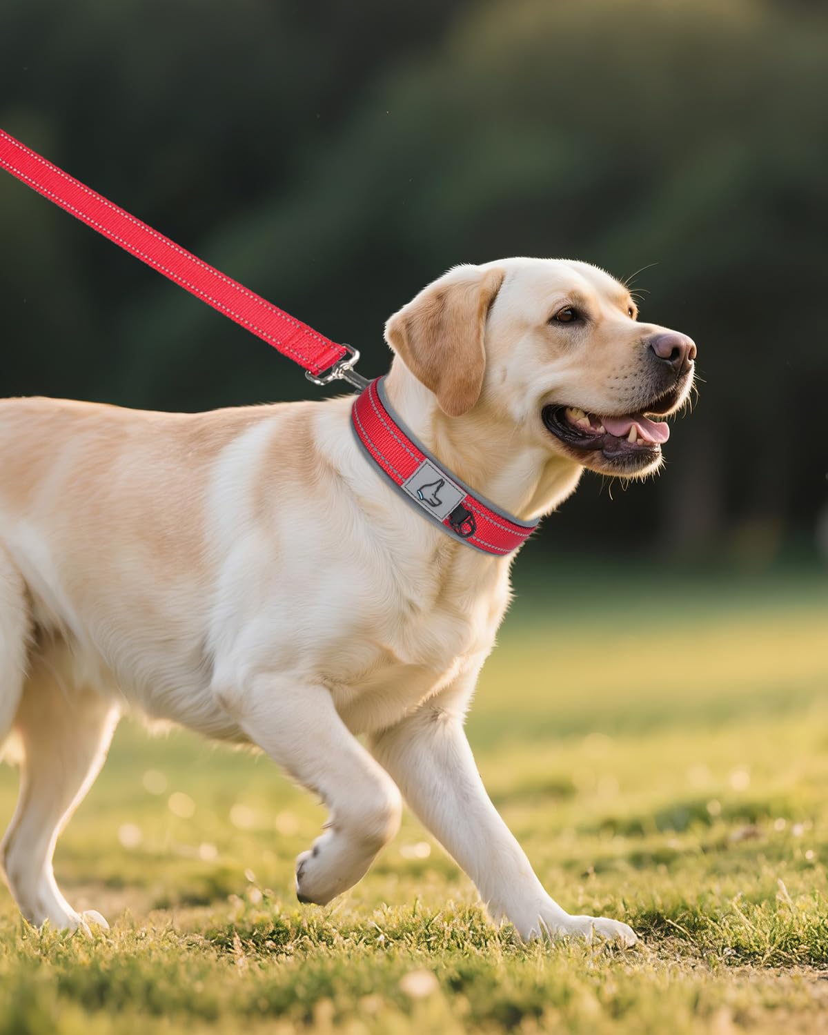 Joytale collar grande con bucle de etiqueta para identificar a tu mascota.