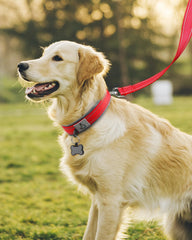 Joytale collar grande con hebilla de metal duradera para uso activo.
