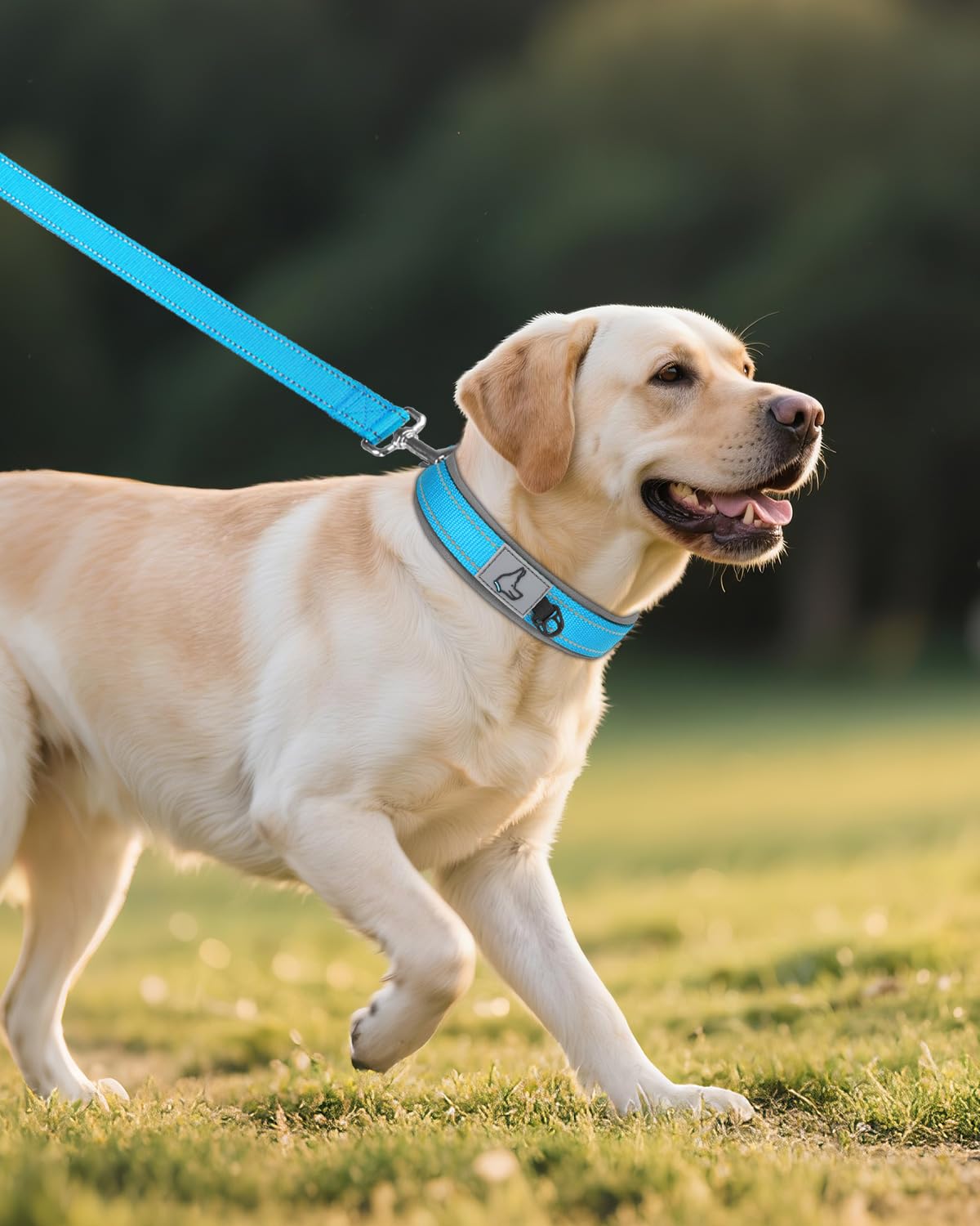 Collar Joytale con ranura para etiquetas facilita la identificación durante salidas