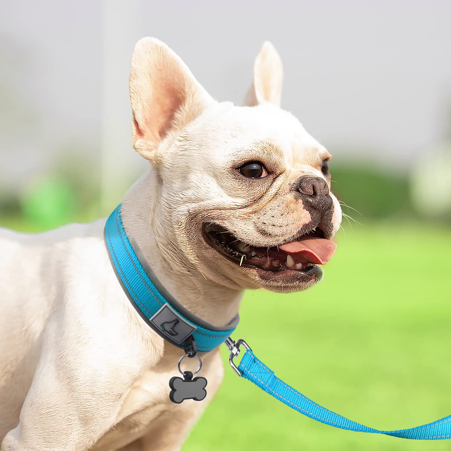 Joytale collar hebilla de metal resistente, doble capa para perros activos