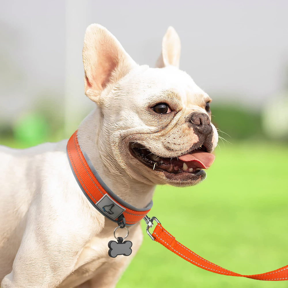 Collar Joytale con hebilla metalica resistente para perros activos.