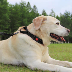 Joytale collar martingale con ajuste de nylon para un ajuste cómodo
