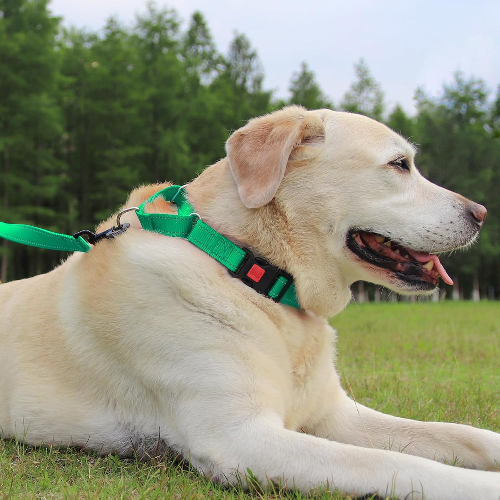Cierre rápido práctico en collar martingale para emergencias y liberación fácil