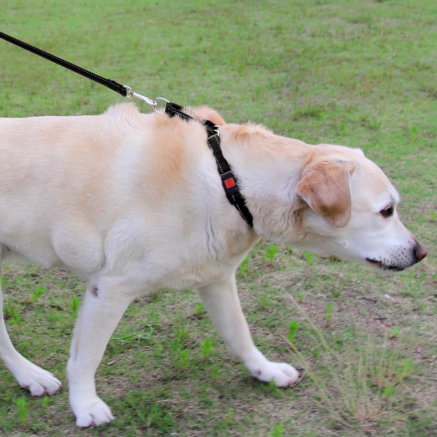 Detalle de nylon resistente en collar martingale de Joytale