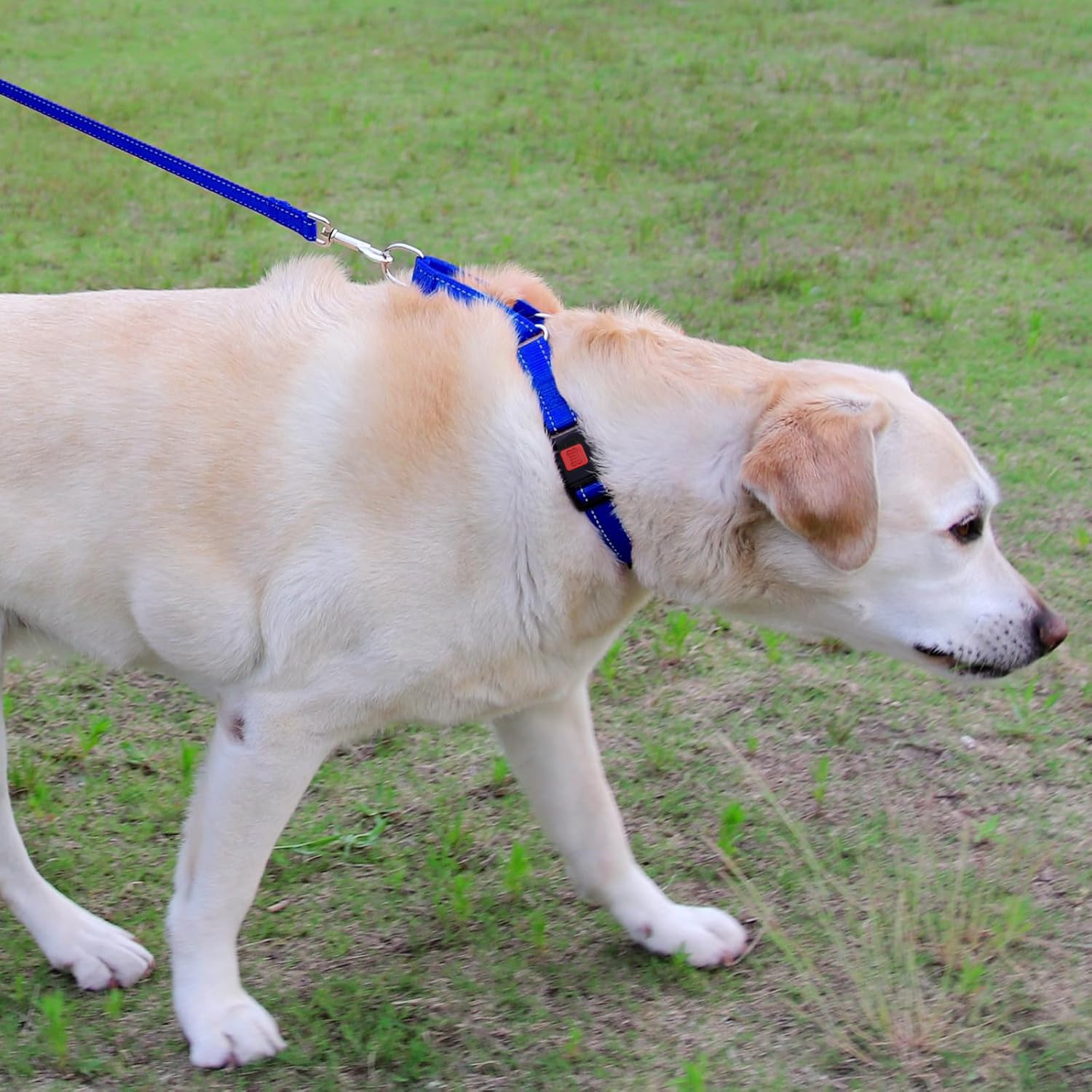 Joytale collar martingale resistente para uso diario