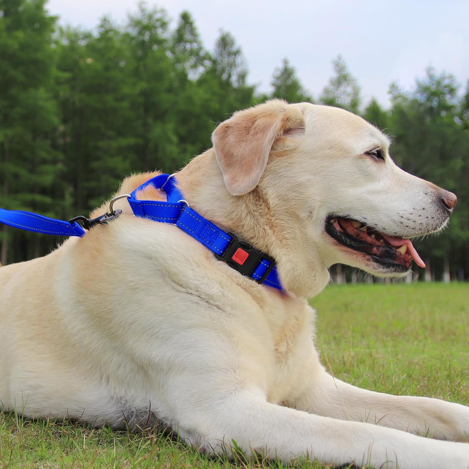 Joytale collar martingale con hebilla rápida para emergencias