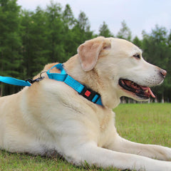 Joytale collar nailon resistente: pensado para uso diario.