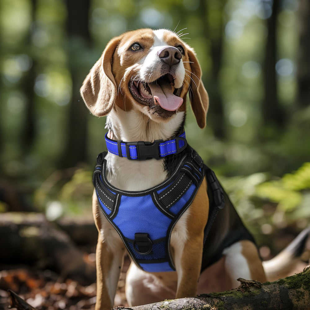 Collar Joytale con neopreno acolchado azul real ofrece comodidad en paseos.
