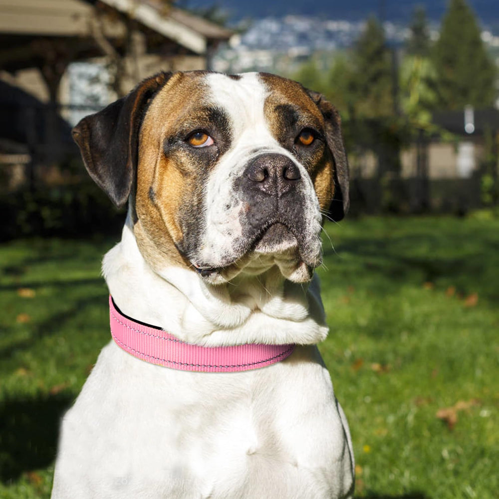 Joytale collar para perros con anilla en D metalica, durabilidad diaria.