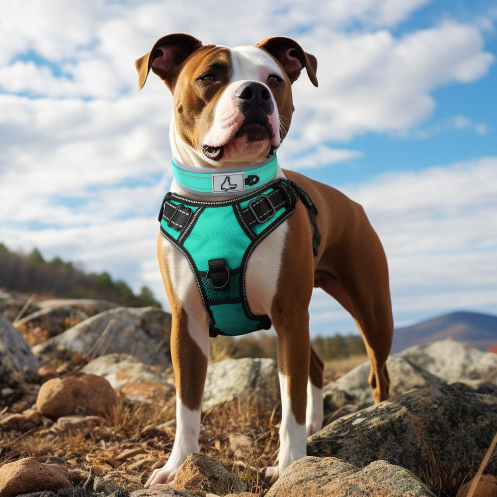 Collar Joytale con doble capa de tejido para mayor durabilidad en perros activos