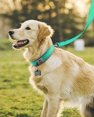 Collar Joytale con pespunte reflectante 360 para visibilidad nocturna