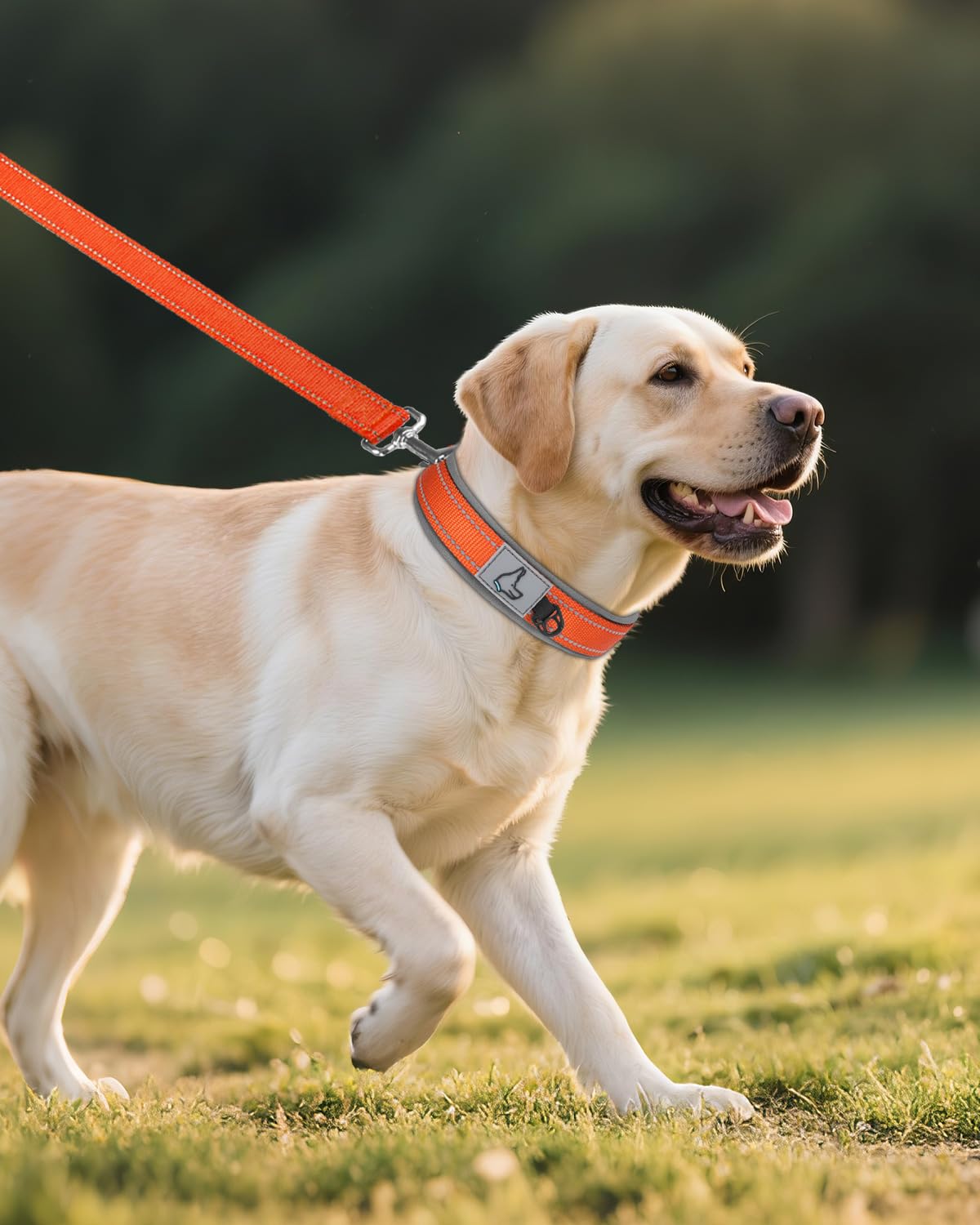 Collar Joytale de secado rápido para uso diario, resistente a agua y olores.