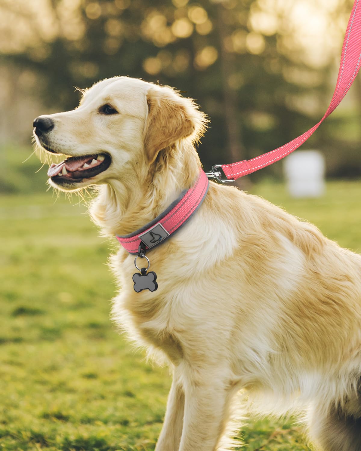 Collar Joytale con hebilla metálica resistente ideal para perros activos.