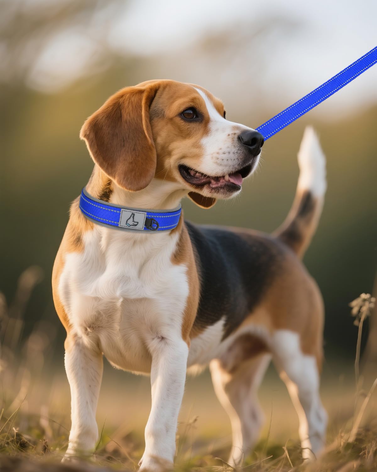 Diseño robusto Joytale: collar resistente para perros activos.