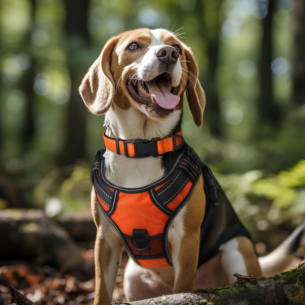 Collar Joytale de neopreno acolchado para perros grandes, cómodo y duradero.