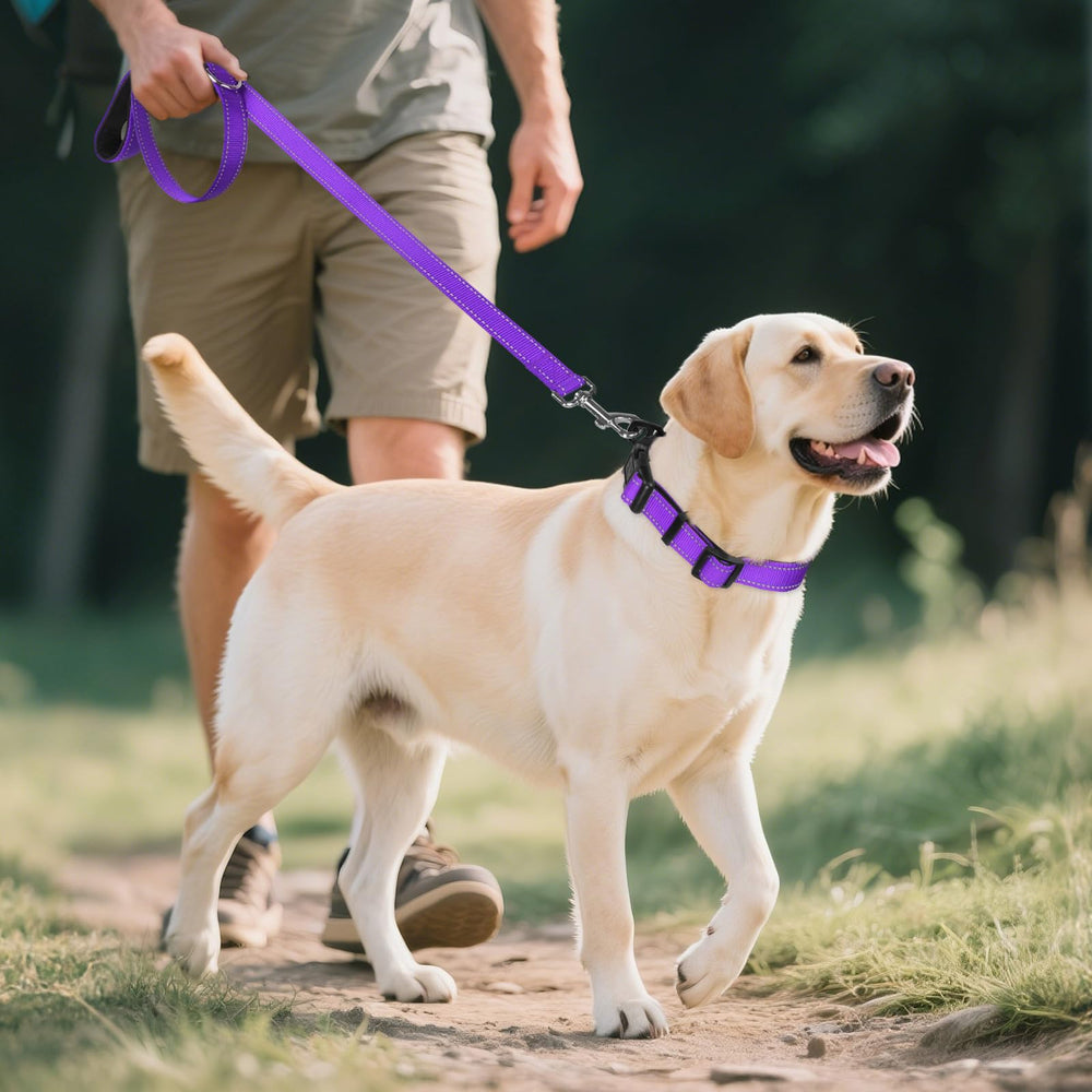 Collar Joytale resistente a óxido para perros de gran tamaño.