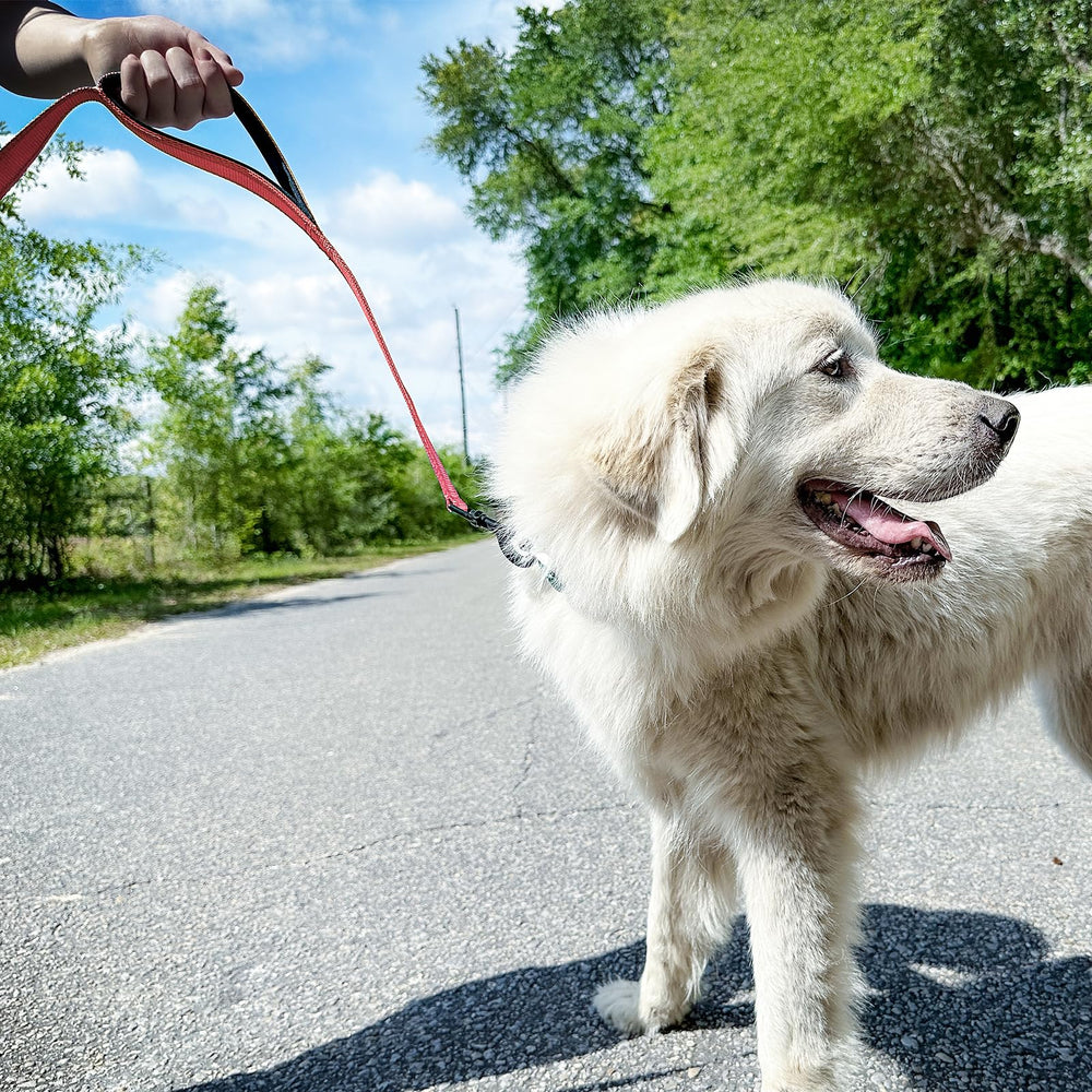 Joytale: correa de nylon duradera para perros que tiran.