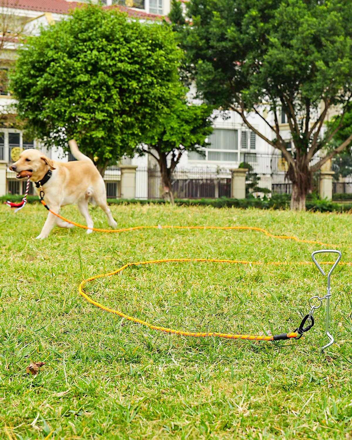 Joytale cuerda de escalada resistente ofrece control y libertad para el perro.