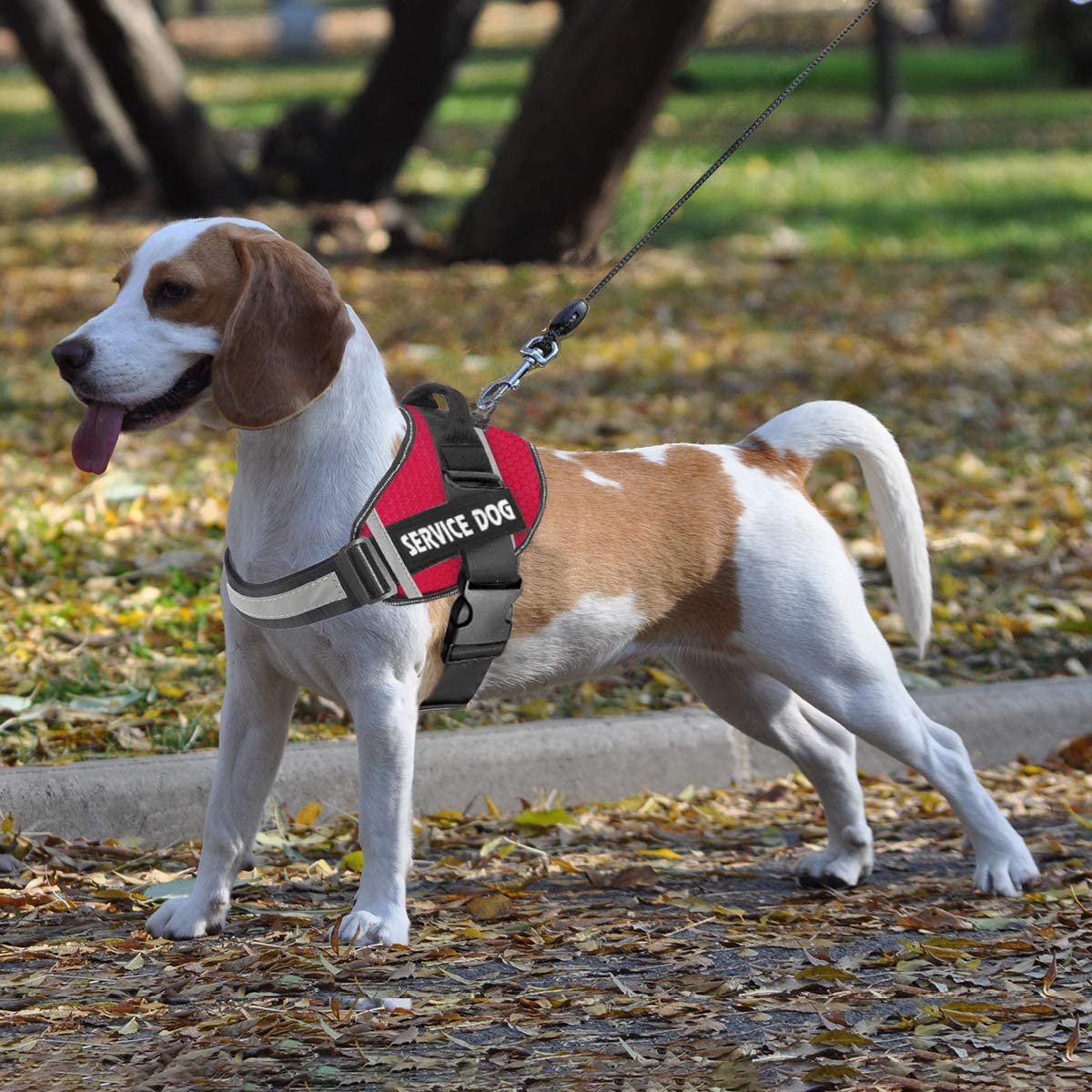 JSXD arnés en tallas XS a XXL para perros de diferentes tamaños.