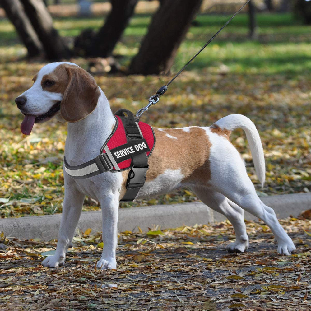 JSXD arnés en tallas XS a XXL para perros de diferentes tamaños.