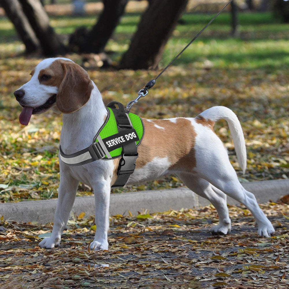 JSXD arnés perro uso diario para paseos entrenamiento y deporte.