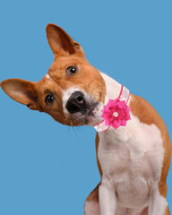 Collar JUFOO de microfibra ante rosa, cómodo y suave al tacto.