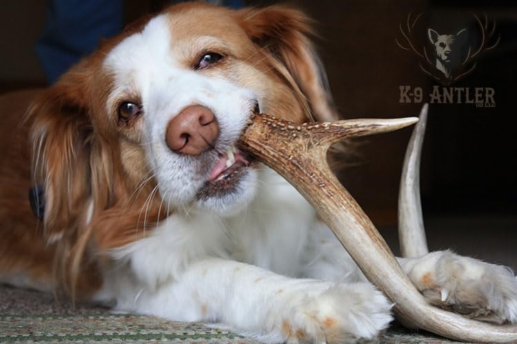 K-9 Antler Co calidad estadounidense, recogido en EE. UU. y verificado.