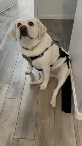 K9 Tailsaver ajuste-para-perro-grande muestra fijación estable