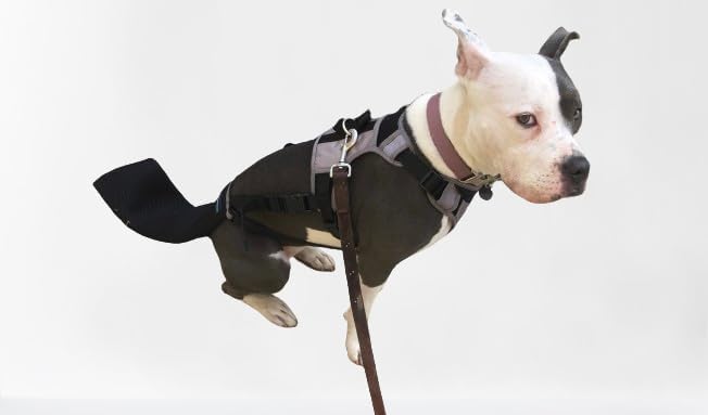 K9 Tailsaver diseño-8-correas-fijacion ajuste seguro