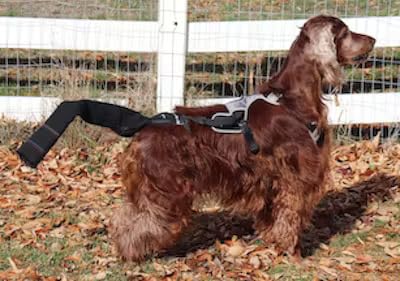 K9 Tailsaver fijacion-estable-evita-deslizamiento durante movimiento
