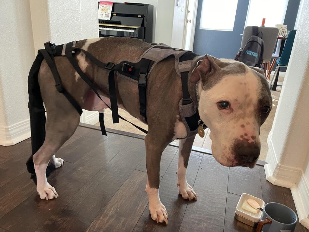 K9 Tailsaver uso-diario-sin-quitarse permite actividad continua