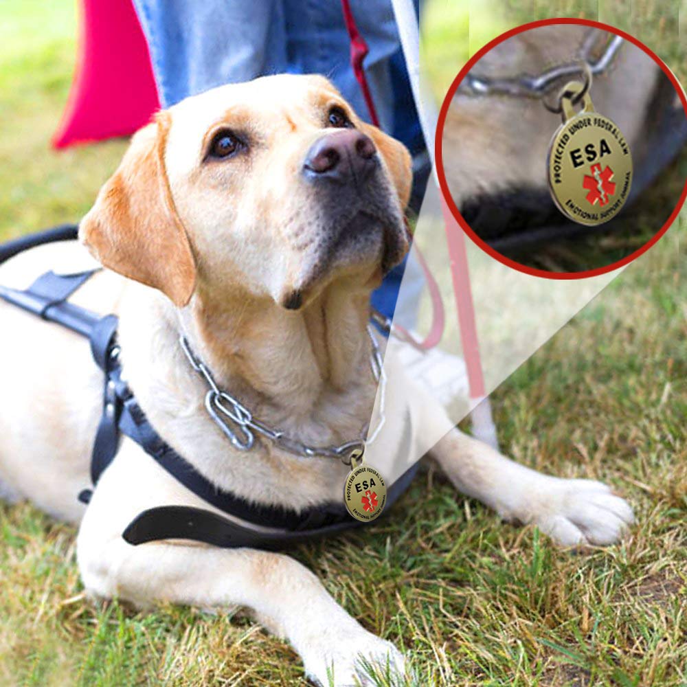 K9King accesorio de collar para servicio facilita la identificación.
