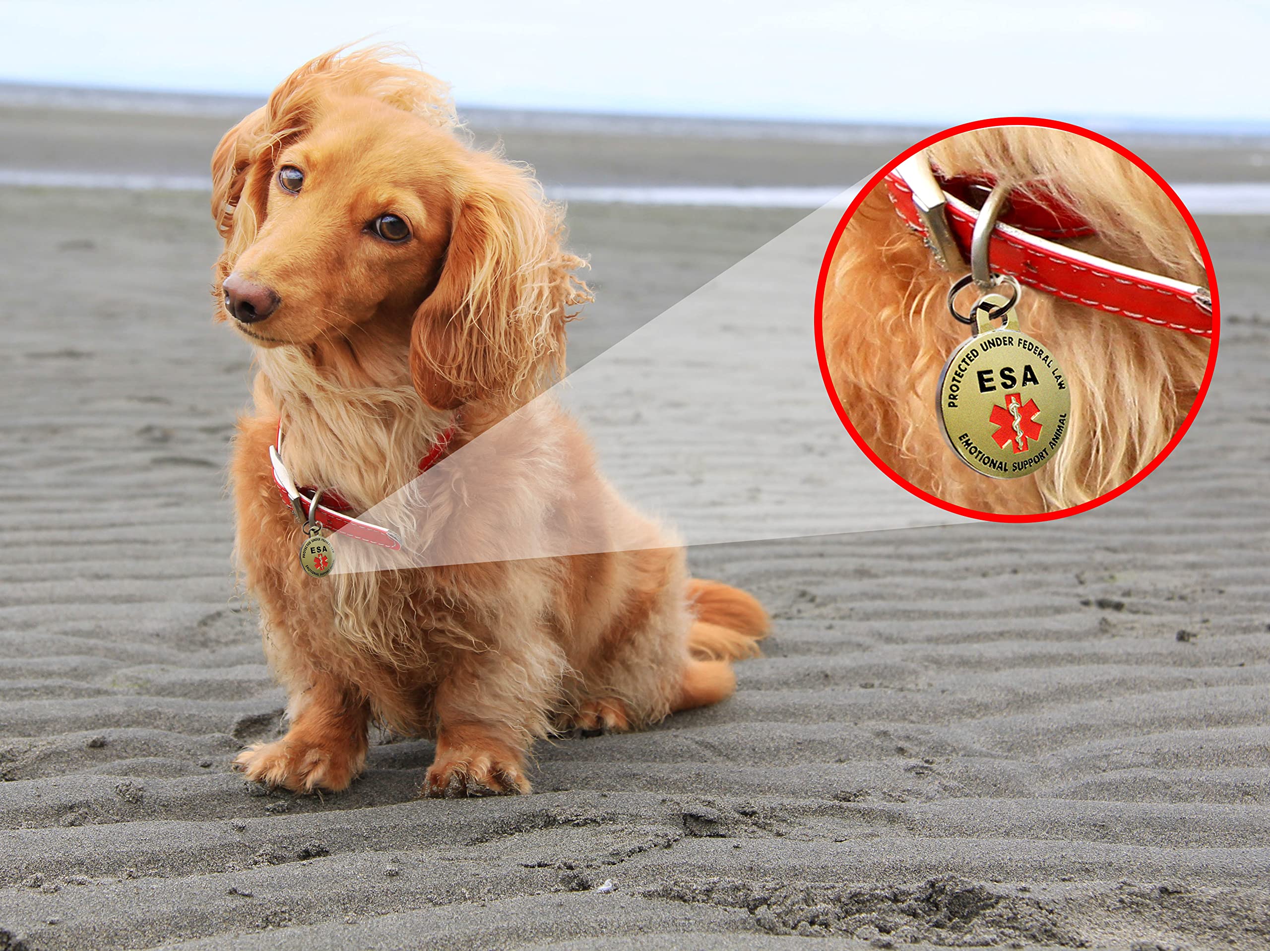 Facil cambio entre collar, arnes y vest con K9King.
